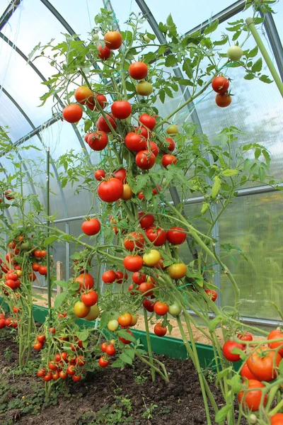 Tomates rojos en un invernadero — Foto de Stock