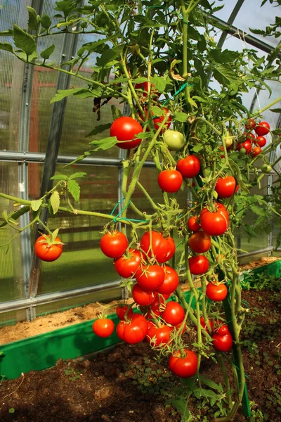 Red tomatoes in a greenhouse — Stock Photo, Image