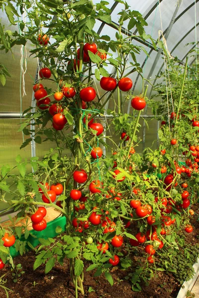Rote Tomaten im Gewächshaus — Stockfoto
