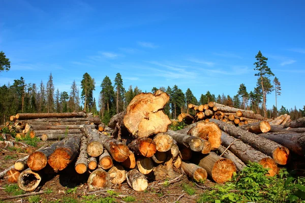 Log-uri în logare — Fotografie, imagine de stoc