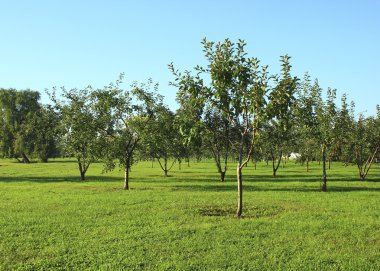 Genç elma Bahçe