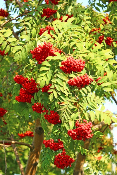 Vogelbeerenzweige mit hellen Beeren — Stockfoto