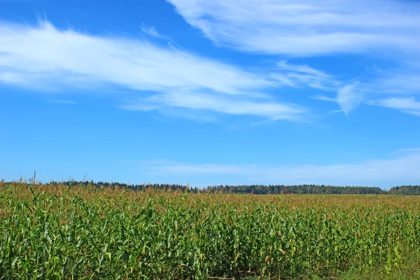 Maisfeld — Stockfoto