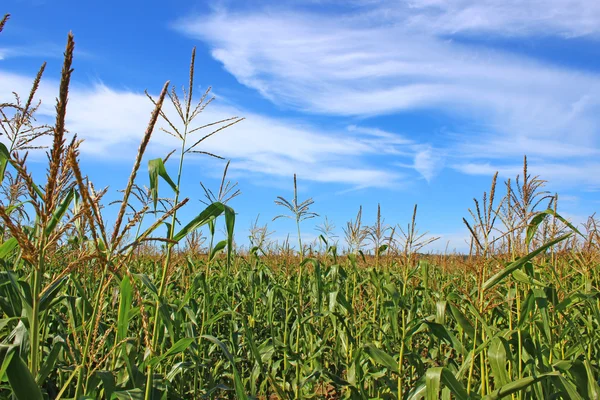 Corn field — Stock Photo, Image