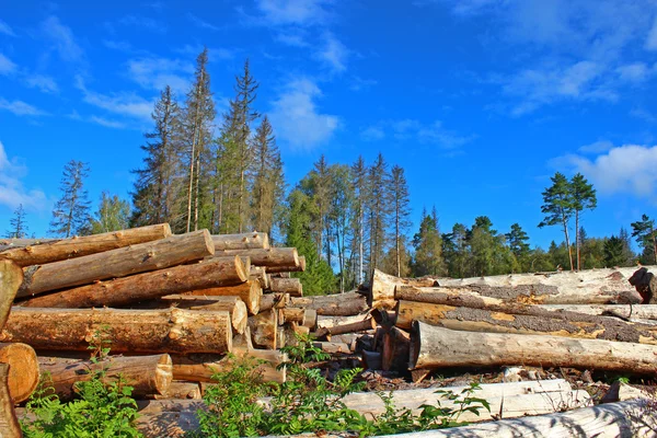 Holzeinschlag — Stockfoto