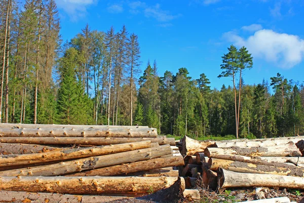 Harvesting of wood in Russia — Stock Photo, Image