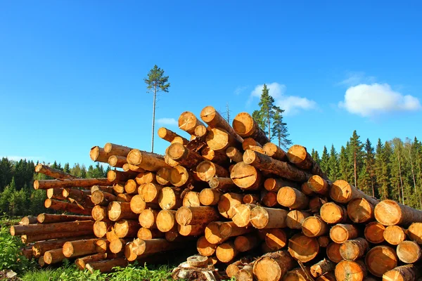 Logging — Stock Photo, Image