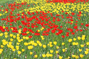 parlak kırmızı ve Sarı Lale