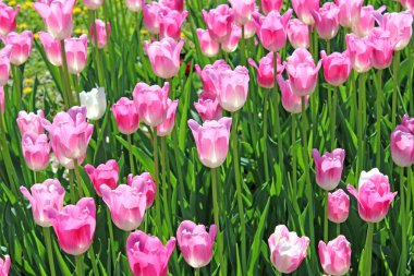 parlak pembe laleler