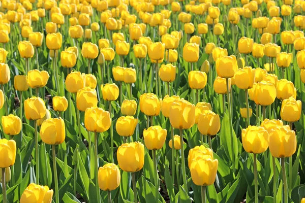 Ярко-желтые тюльпаны — стоковое фото