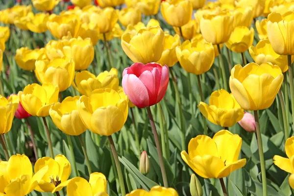 Uma tulipa amarela-vermelha entre as tulipas amarelas — Fotografia de Stock