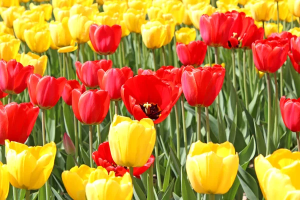 Bright yellow and red tulips — Stock Photo, Image