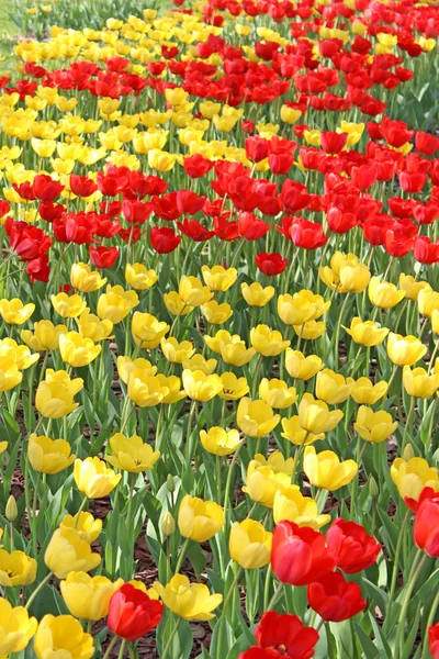 Tulipanes amarillos y rojos brillantes —  Fotos de Stock