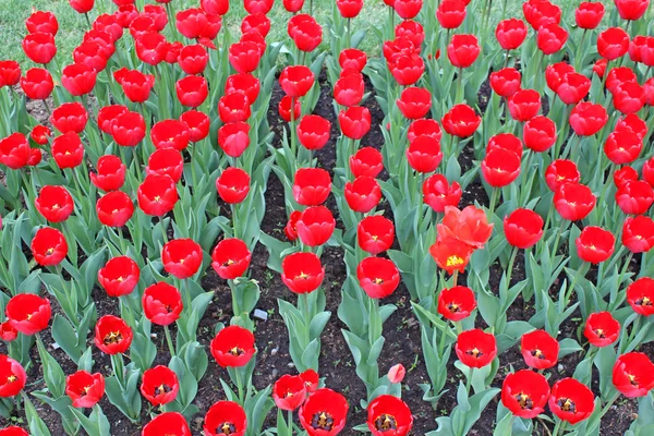 Tulipanes rojos —  Fotos de Stock
