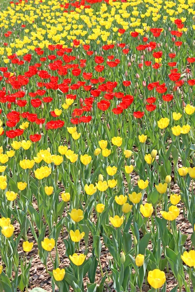 Żółte i czerwone tulipany — Zdjęcie stockowe