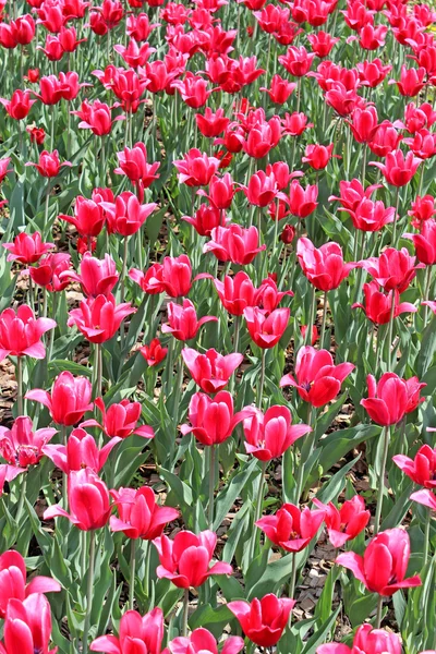 Rote Tulpen — Stockfoto