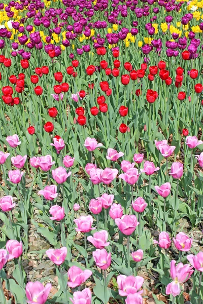 Tulipas coloridas — Fotografia de Stock