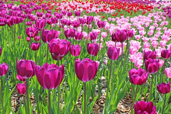 Tulipes colorées — Photo