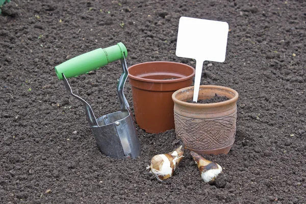 Plantación de bulbos narcisos — Foto de Stock