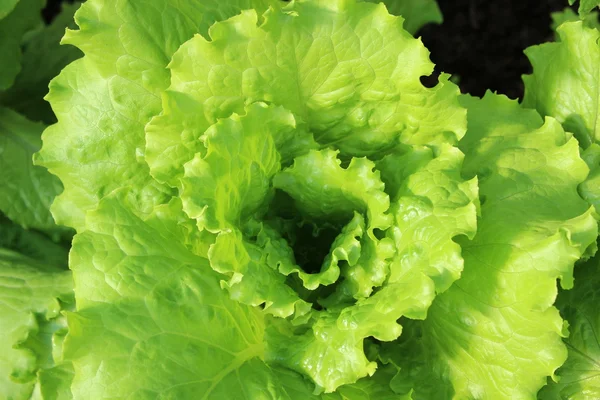 Salada crescente — Fotografia de Stock