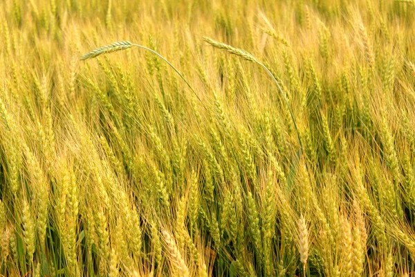 Rye field — Stock Photo, Image