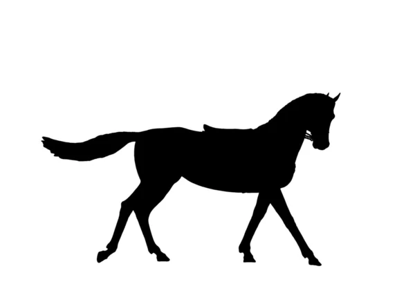 Silhouet van een paard — Stockfoto