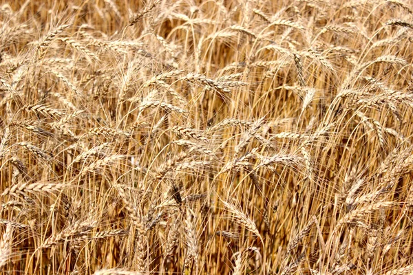 Field of ripe rye — Stock Photo, Image