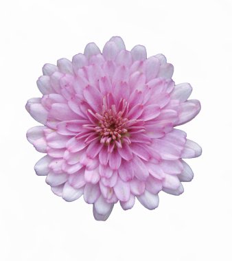 Pembe çiçek böcek