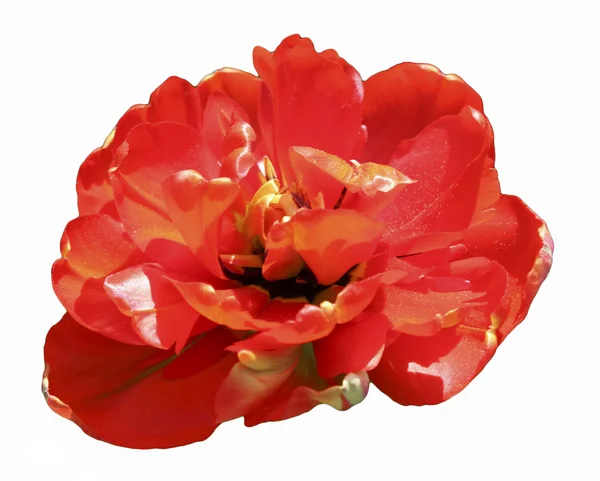 Öppnad blomma av Röda tulpaner (pion formulär) — Stockfoto