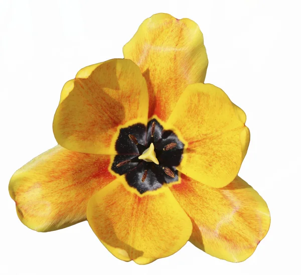 Opened flower yellow tulip close-up isolated — Stock Photo, Image
