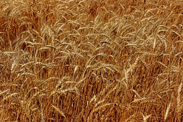 领域的成熟黑麦 — 图库照片