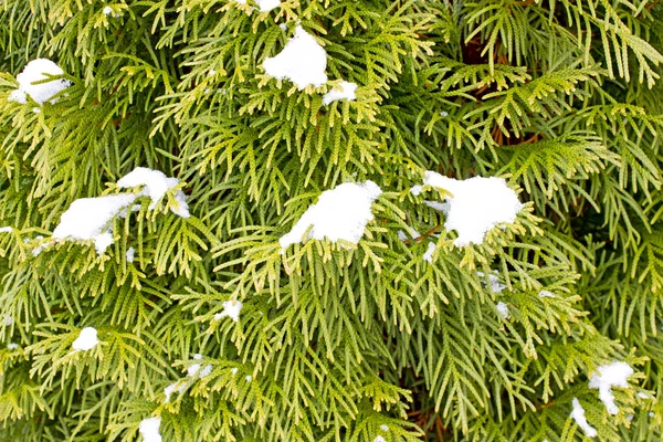 枝クロベで雪が降る — ストック写真