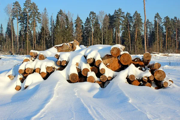 Colheita de madeira de inverno — Fotografia de Stock