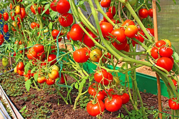 Dojrzewanie pomidorów — Zdjęcie stockowe