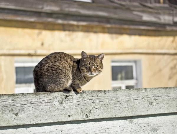 Gato en una cerca — Foto de Stock