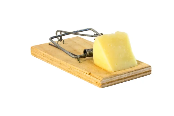 Past na myši s kouskem sýra — Stock fotografie