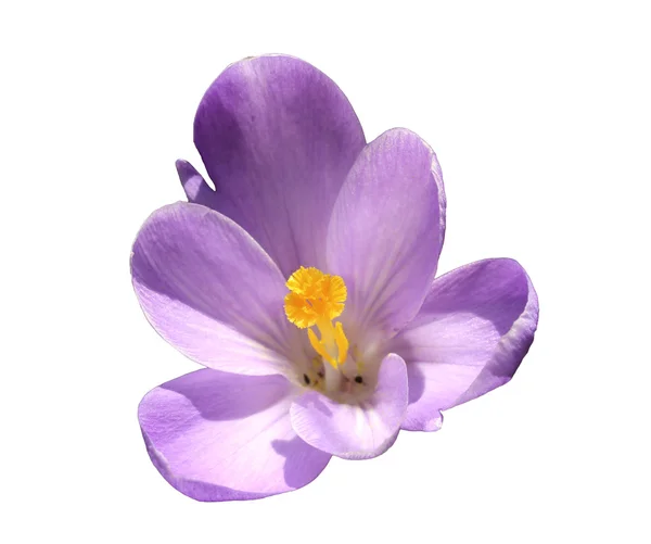 Violet flower of crocus isolated — Stock Photo, Image