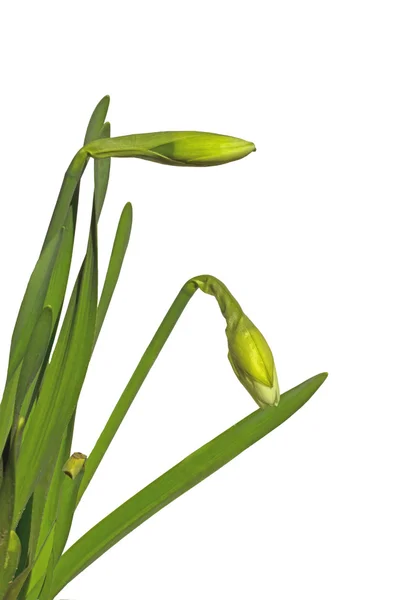 Buds de narciso em um fundo branco — Fotografia de Stock