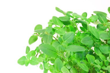 Genç bitkiler Şebboylar beyaz zemin üzerine