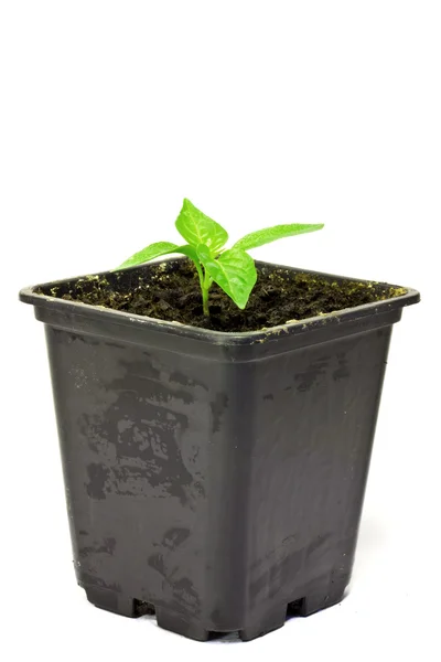 Young sprout pepper — Stock Photo, Image