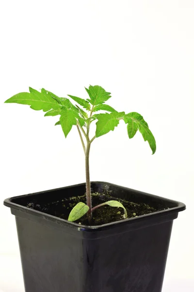 白い背景に若いトマトの植物 — ストック写真