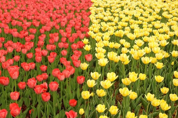 Dos grupos tulipanes rojos y amarillos —  Fotos de Stock