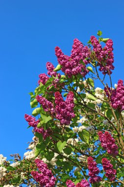 çiçek açması mor Eflatun
