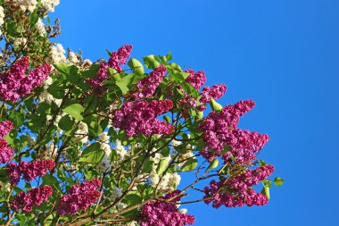 çiçek açması mor Eflatun