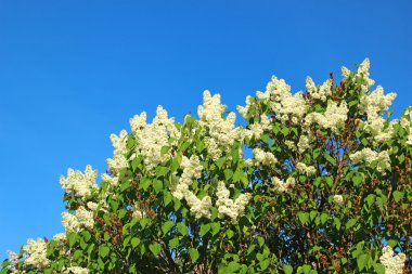 çiçek açması beyaz leylak