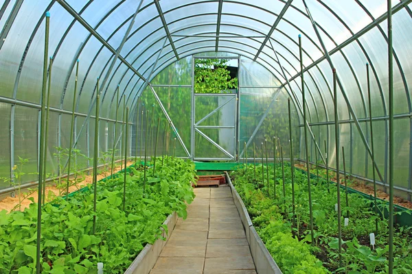 Vegetable greenhouse — Stock Photo, Image