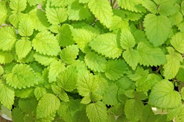 melissa taze yaprakları