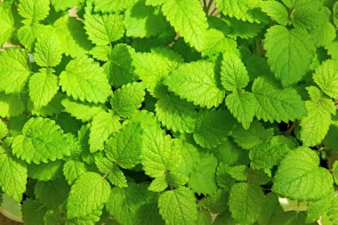 melissa taze yaprakları