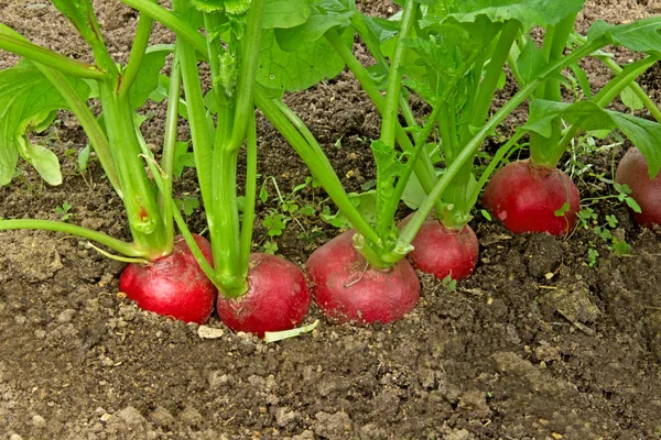 Red radishes growing in the garden — Stock Photo, Image