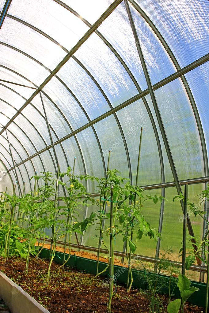 Tomatoes in a greenhouse made of transparent polycarbonate